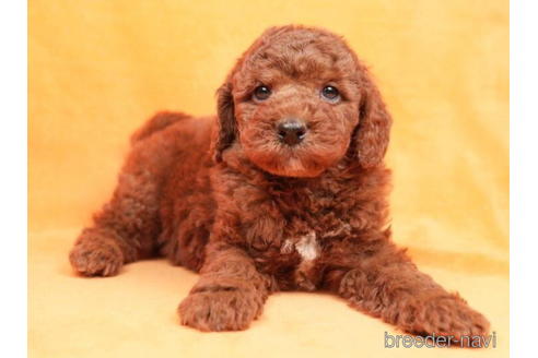 成約済の東京都のトイプードル-208869の6枚目